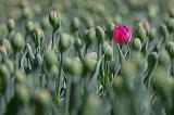 Lone Red Tulip_25192